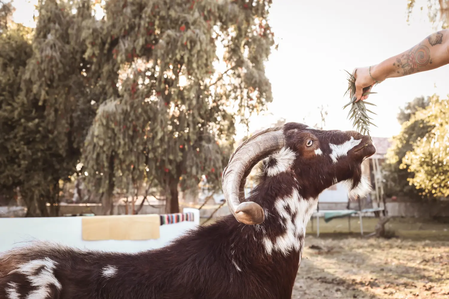 Vasquinho, a rescued animal at the farm