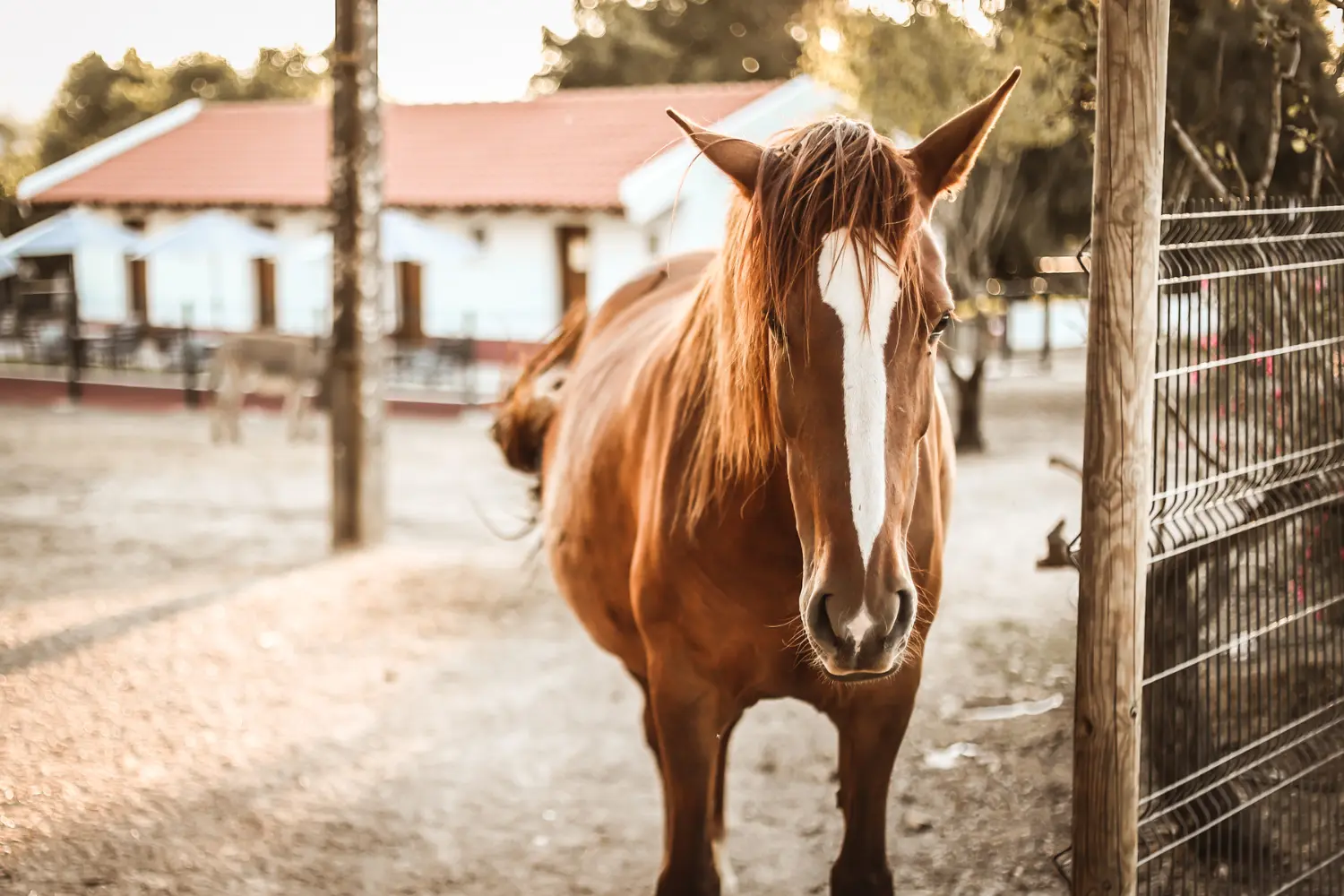 Cenoura, a rescued animal at the farm