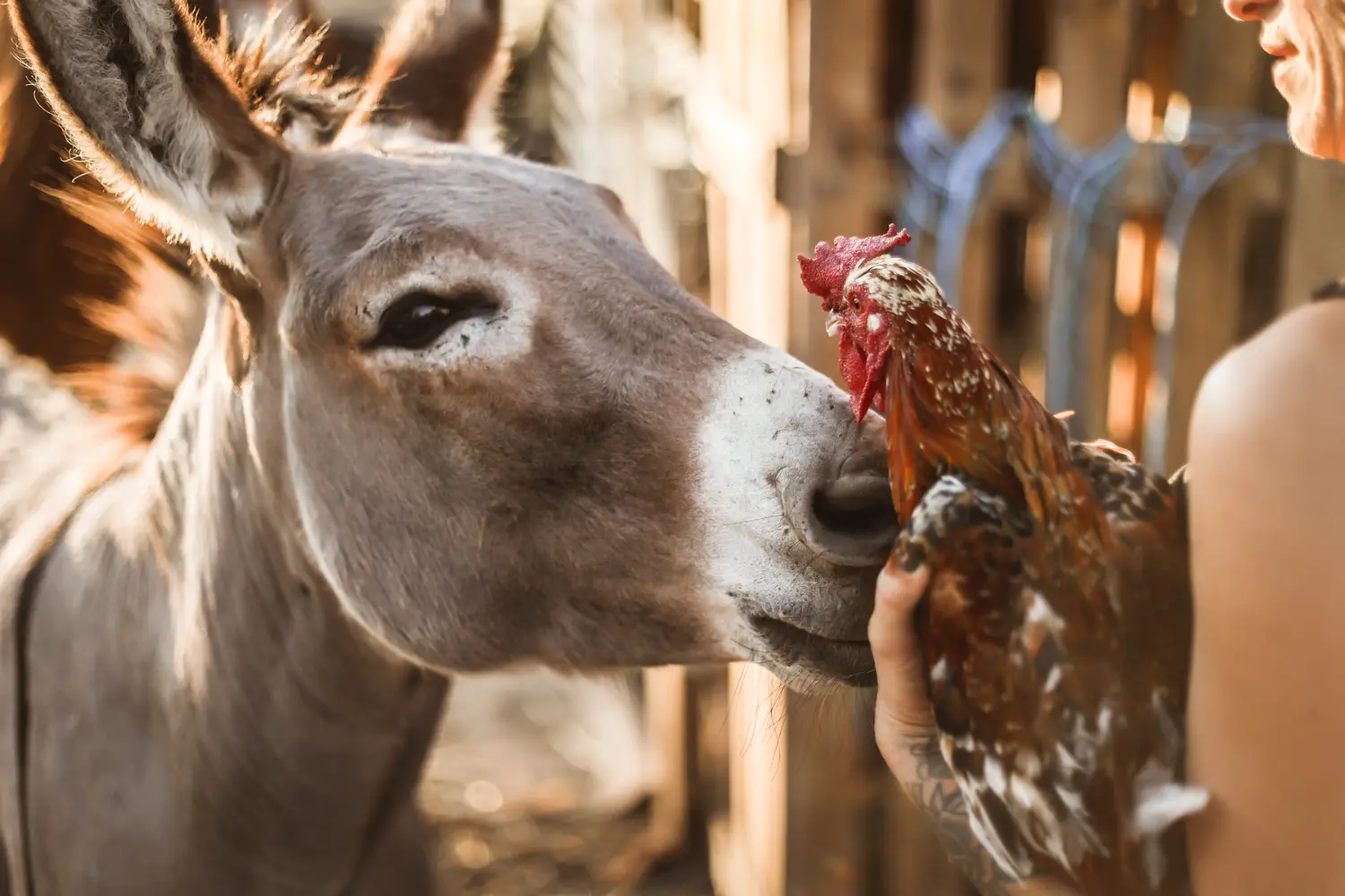 Amor, a rescued animal at the farm