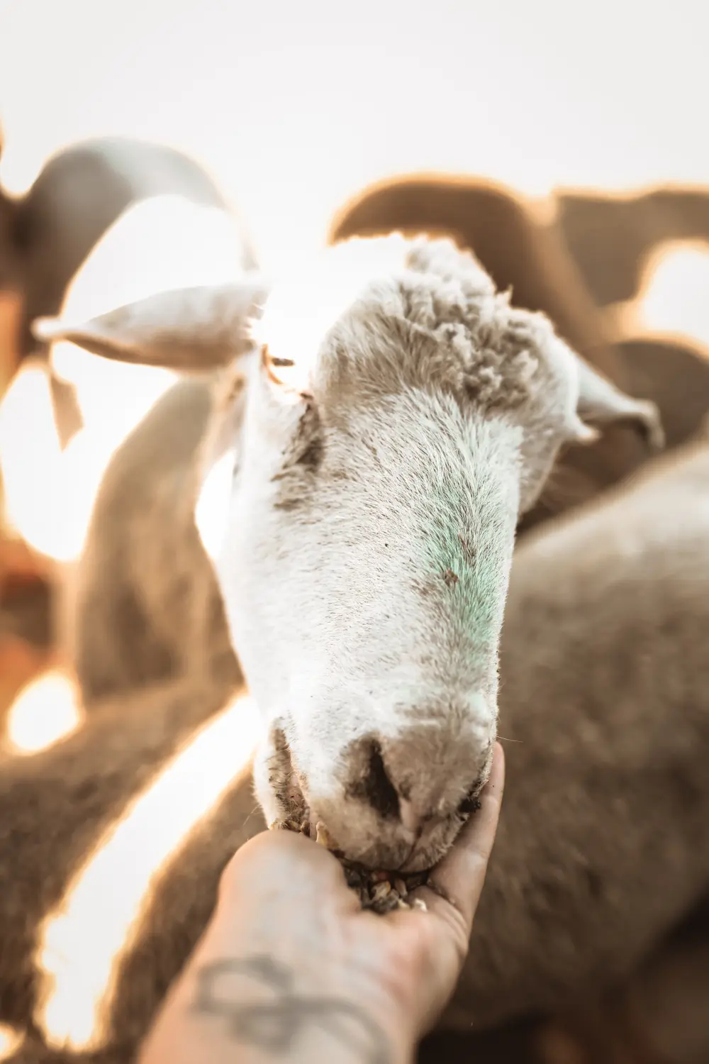 Rosa Mota, a rescued animal at the farm