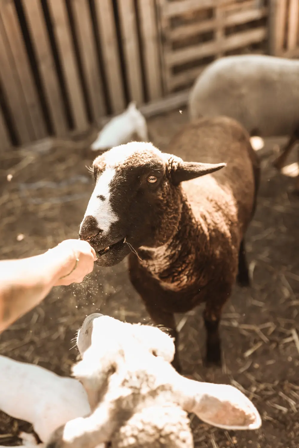 Artémis, a rescued animal at the farm