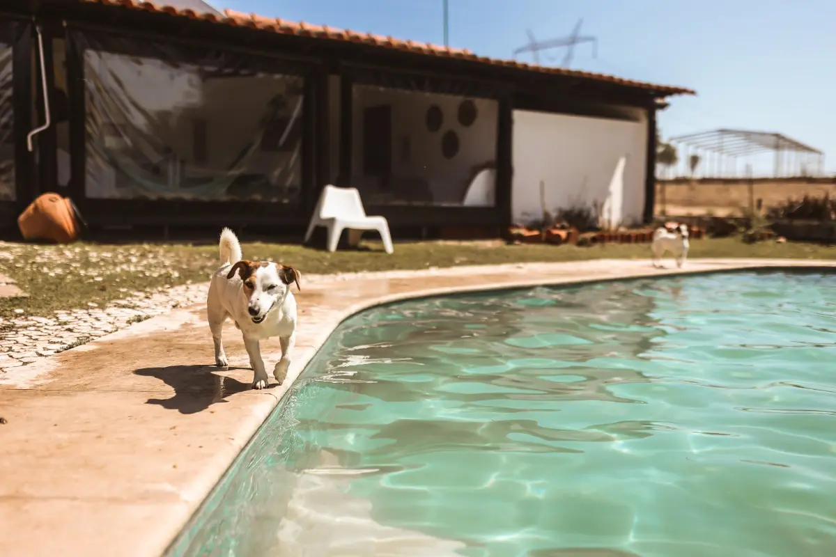 The pool at Quinta das Caçadoras with one of the farm dogs