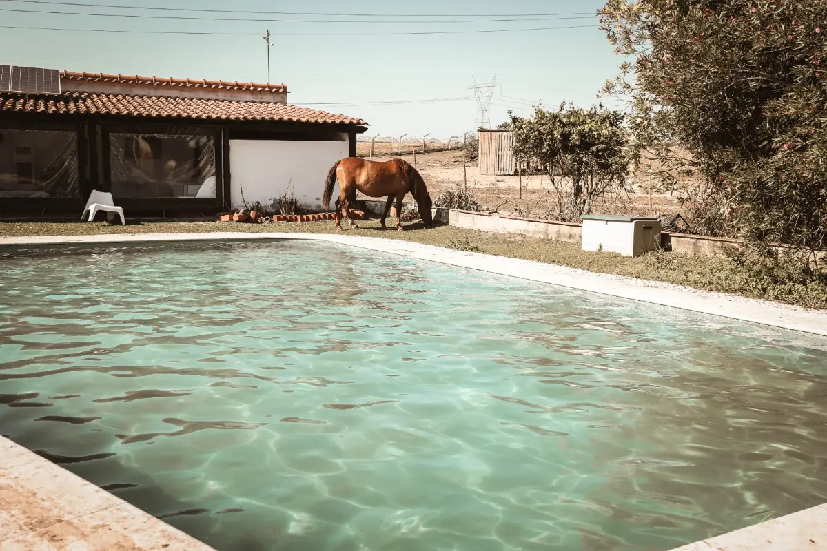 A horse grazing by the pool at Quinta das Caçadoras